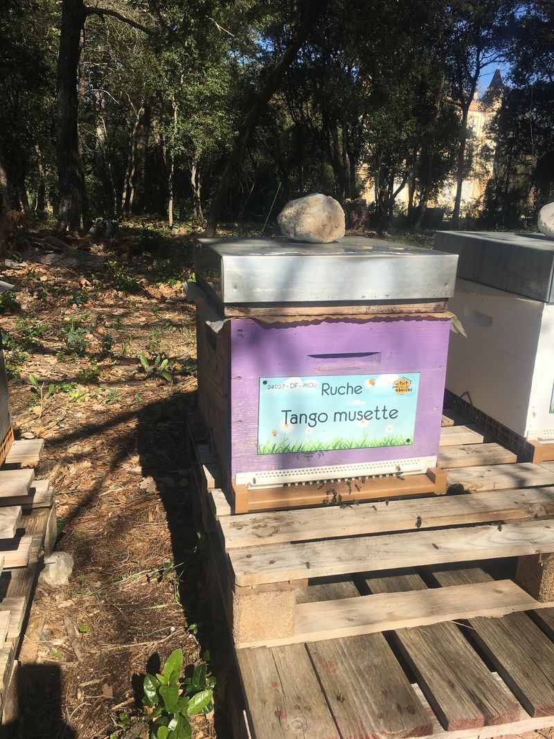 La ruche Tango musette