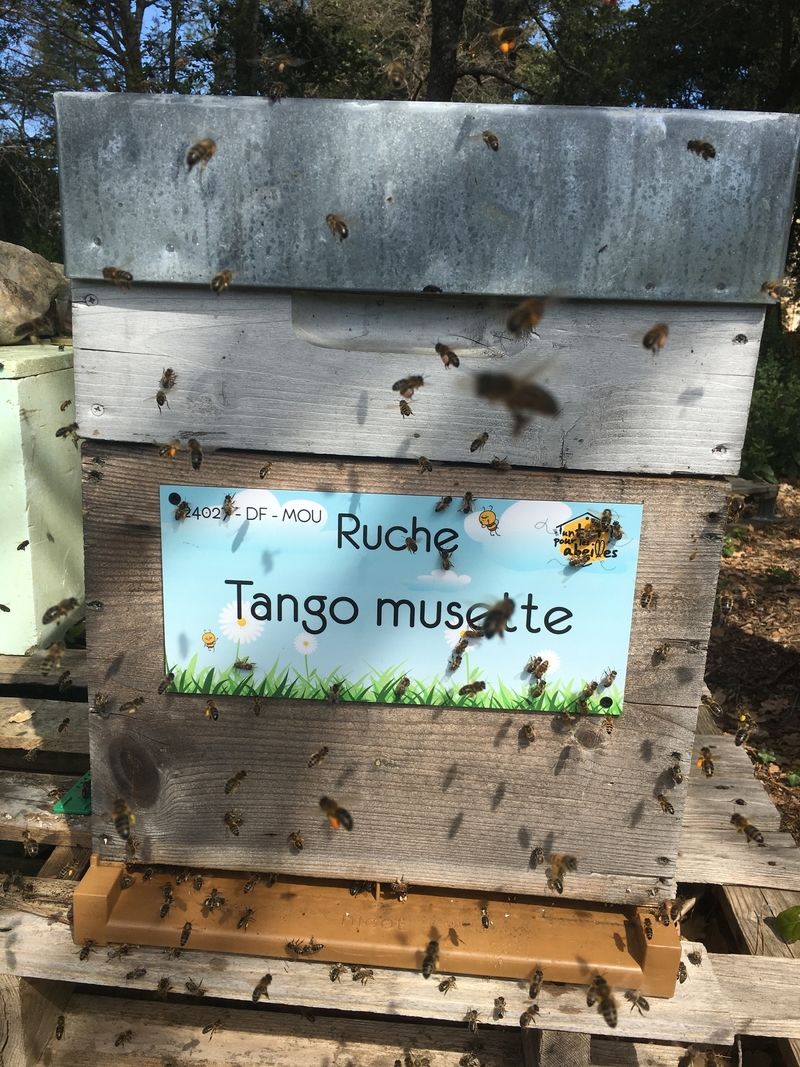 La ruche Tango musette