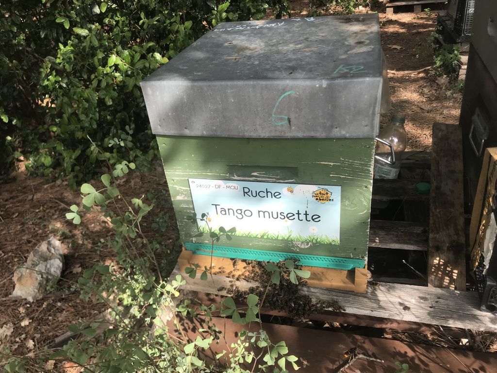 La ruche Tango musette