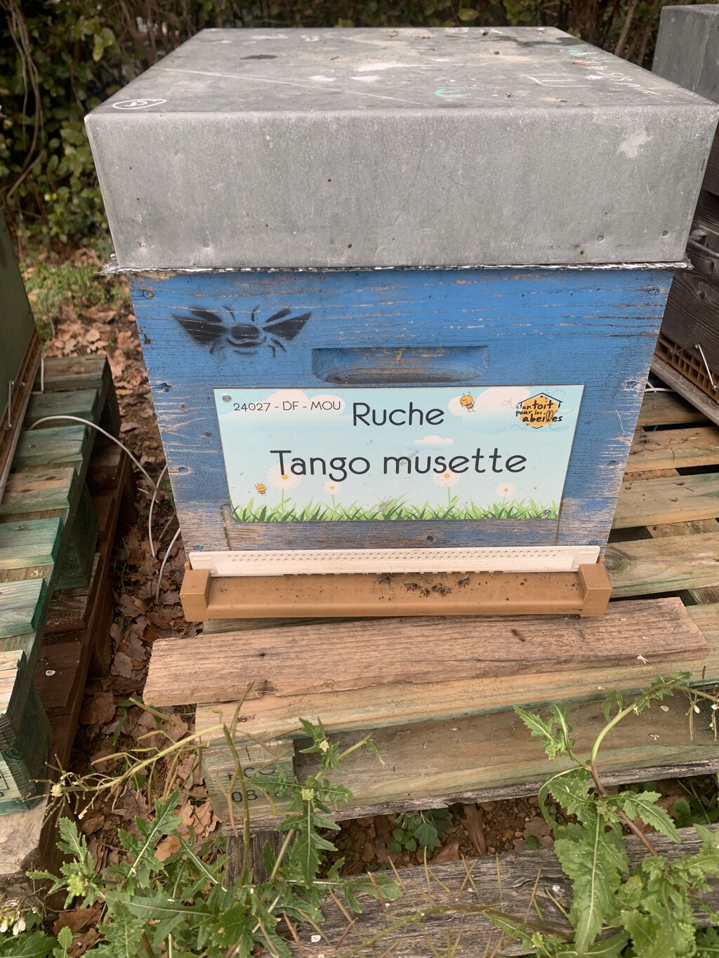 La ruche Tango musette