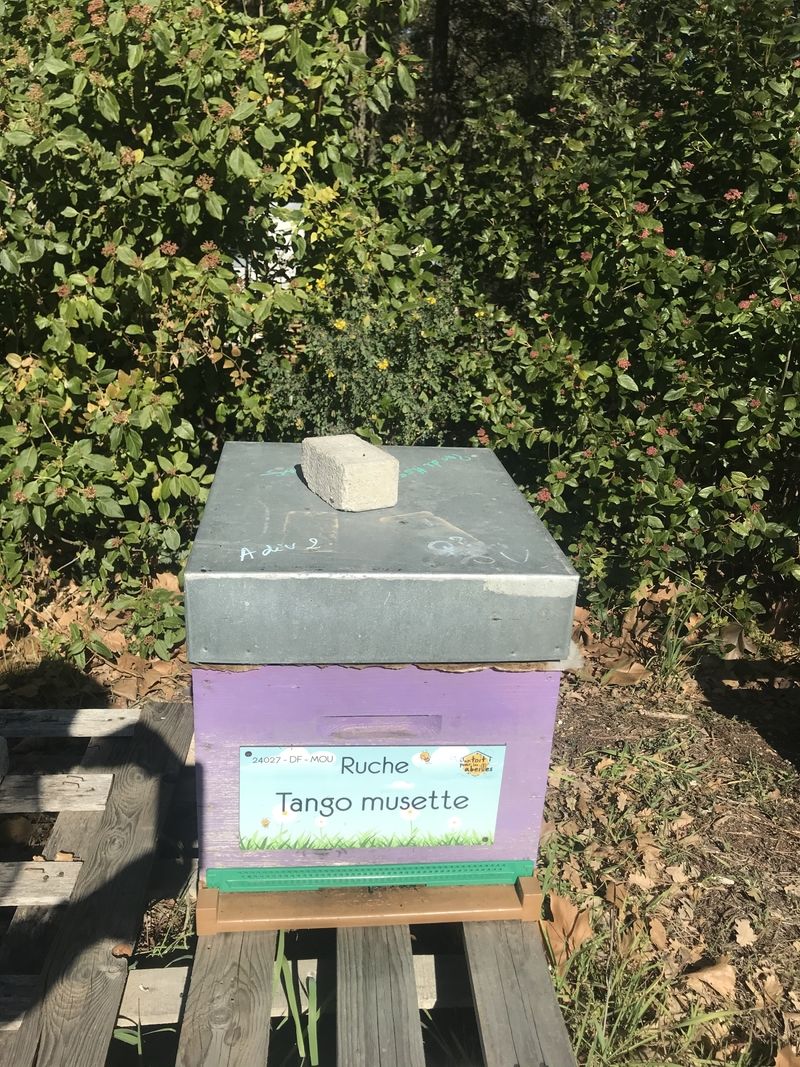 La ruche Tango musette