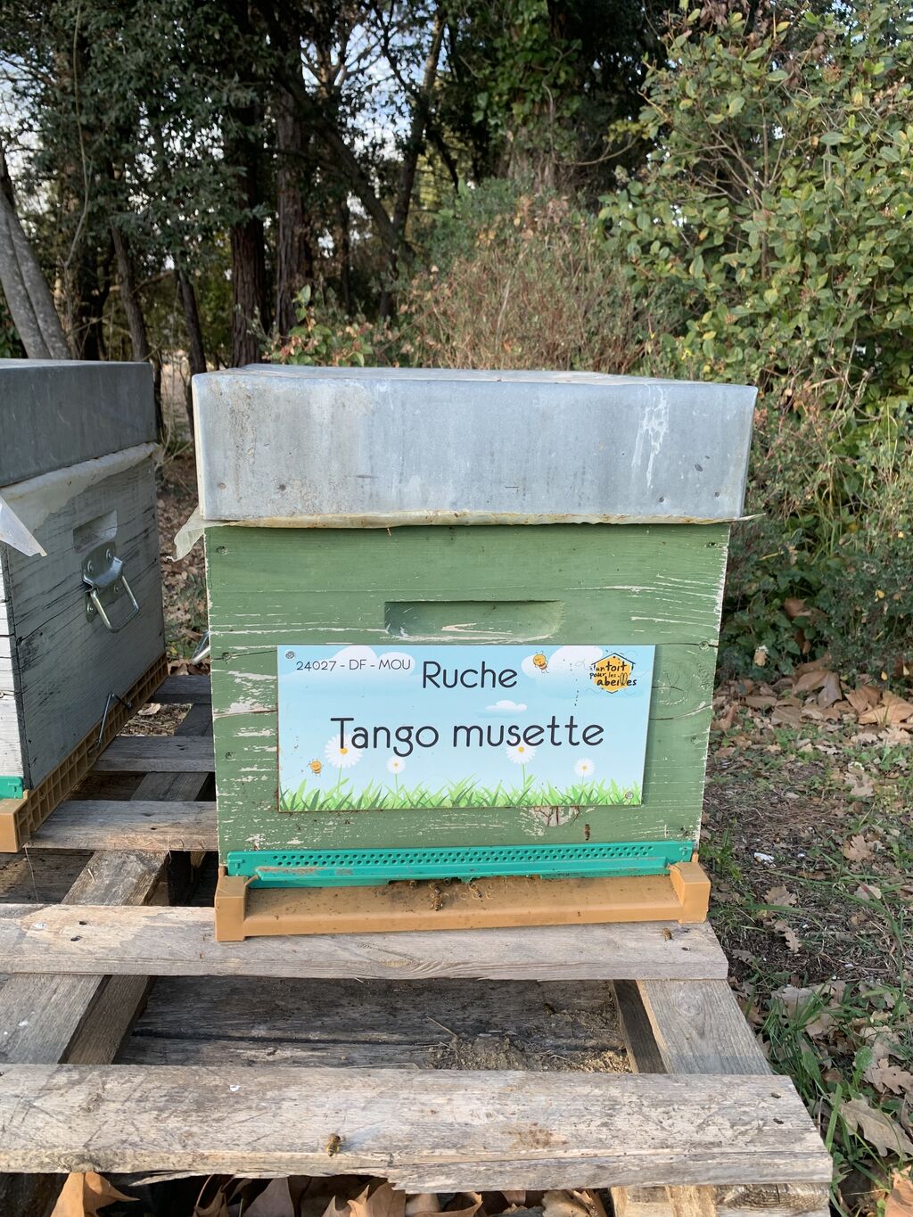 La ruche Tango musette