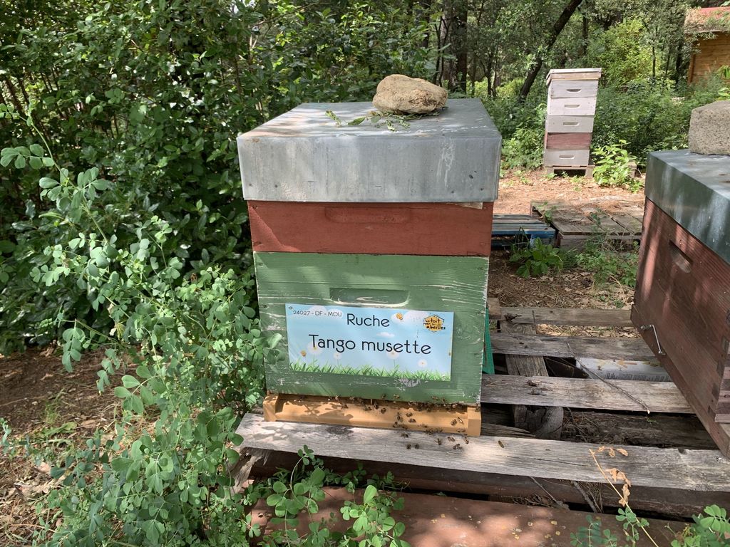 La ruche Tango musette