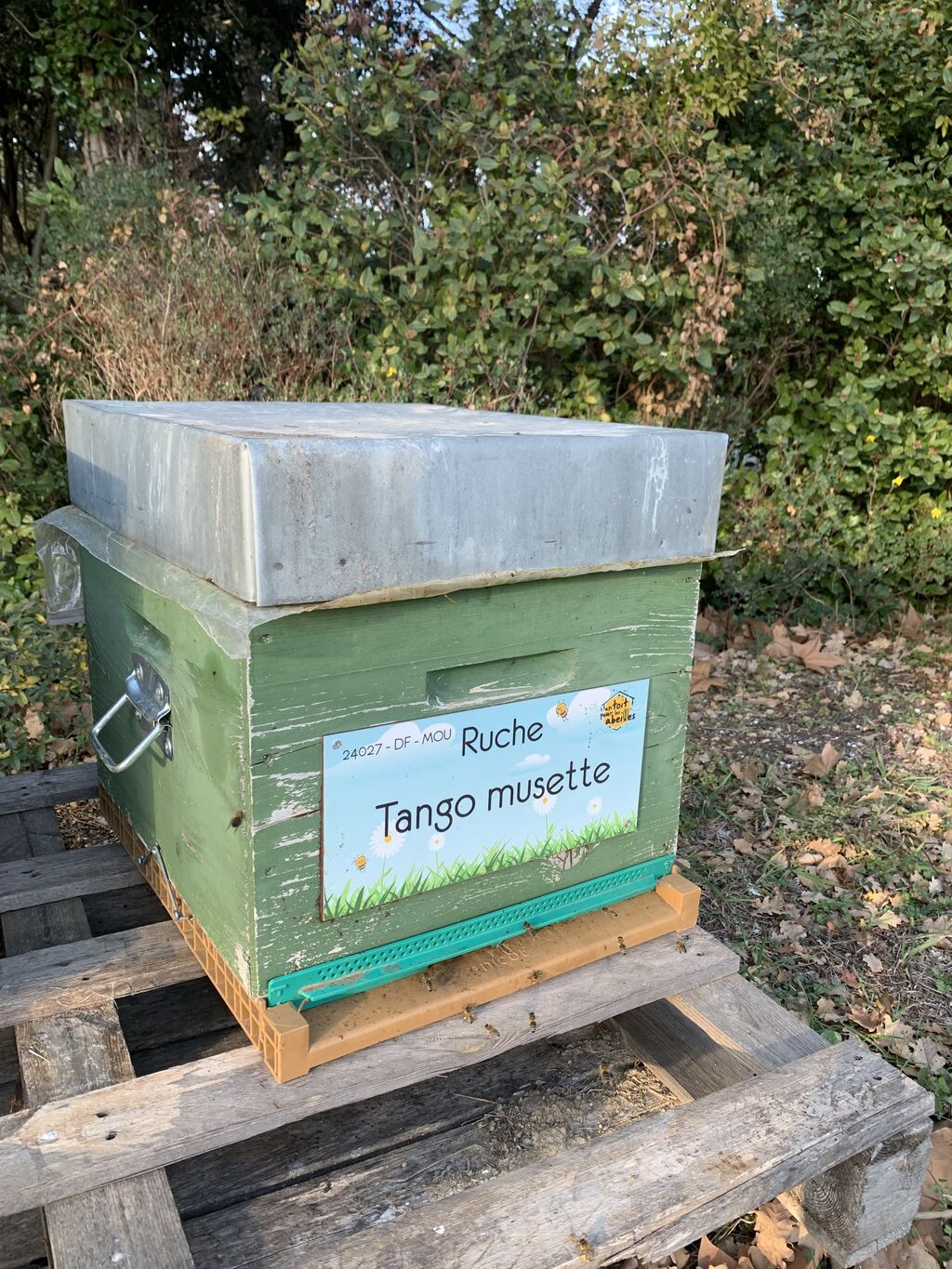 La ruche Tango musette