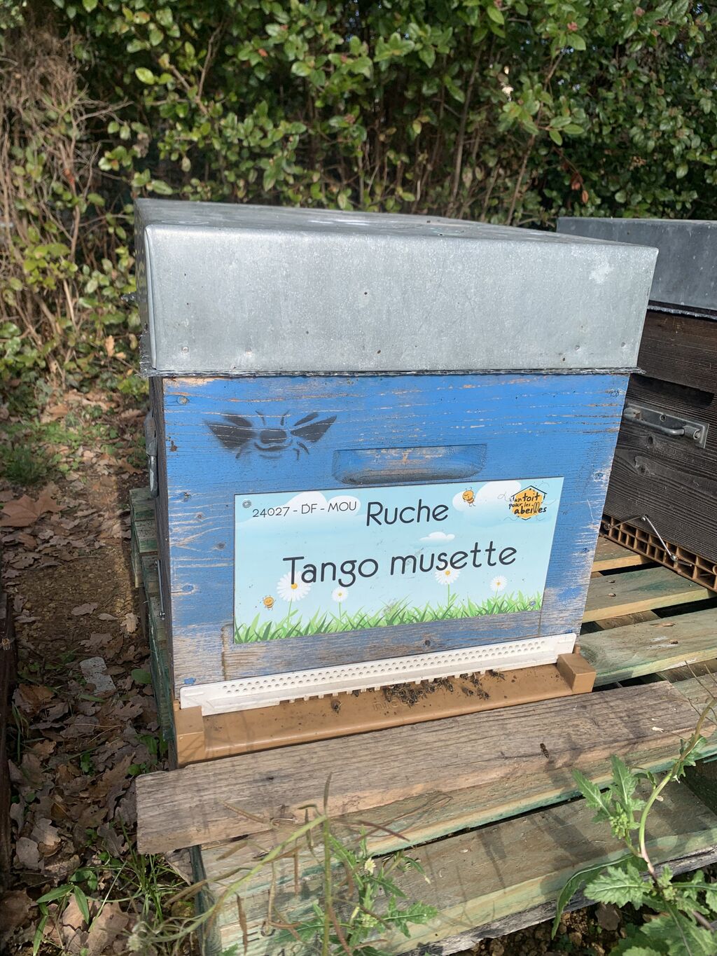 La ruche Tango musette