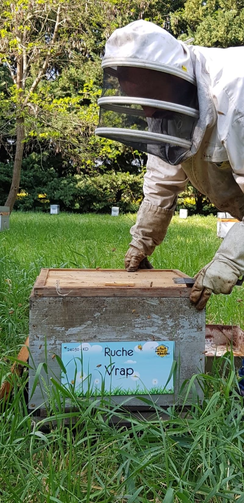 La ruche