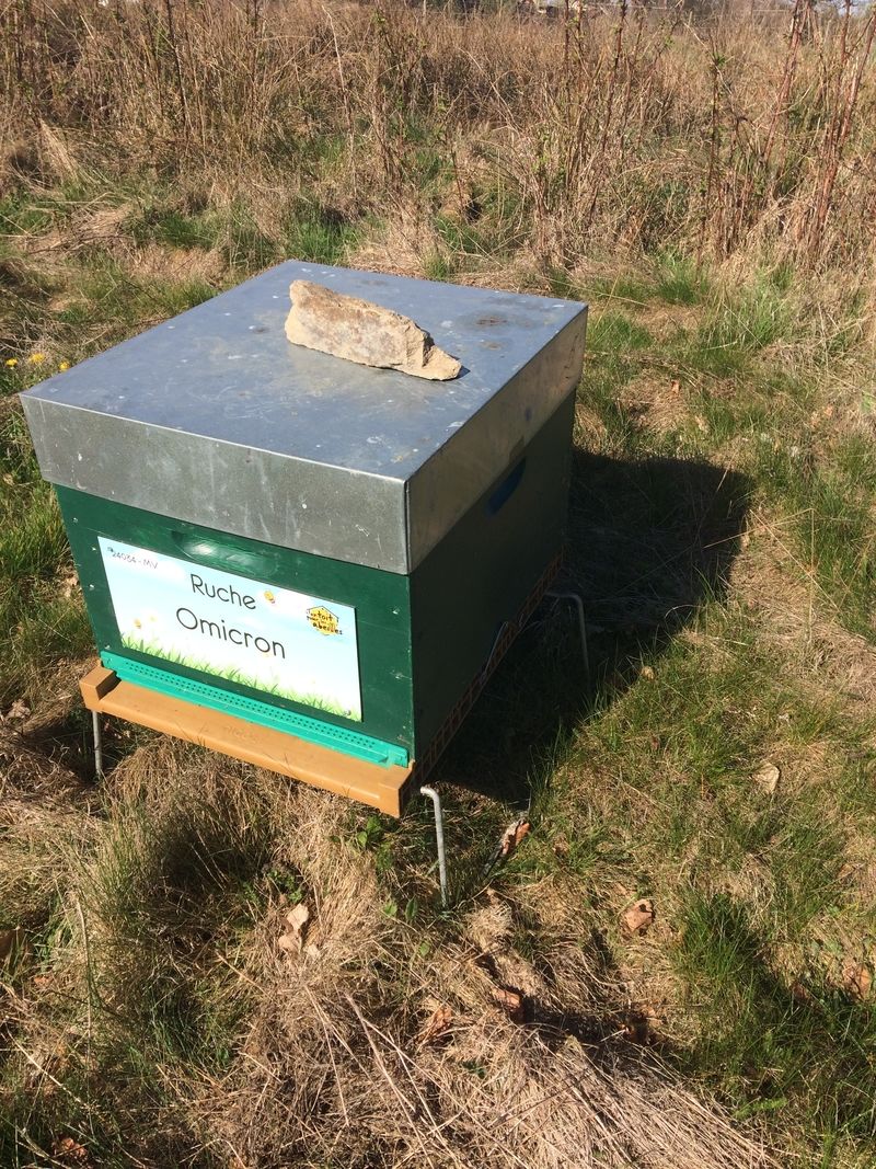 La ruche Omicron