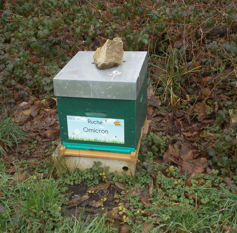 La ruche Omicron