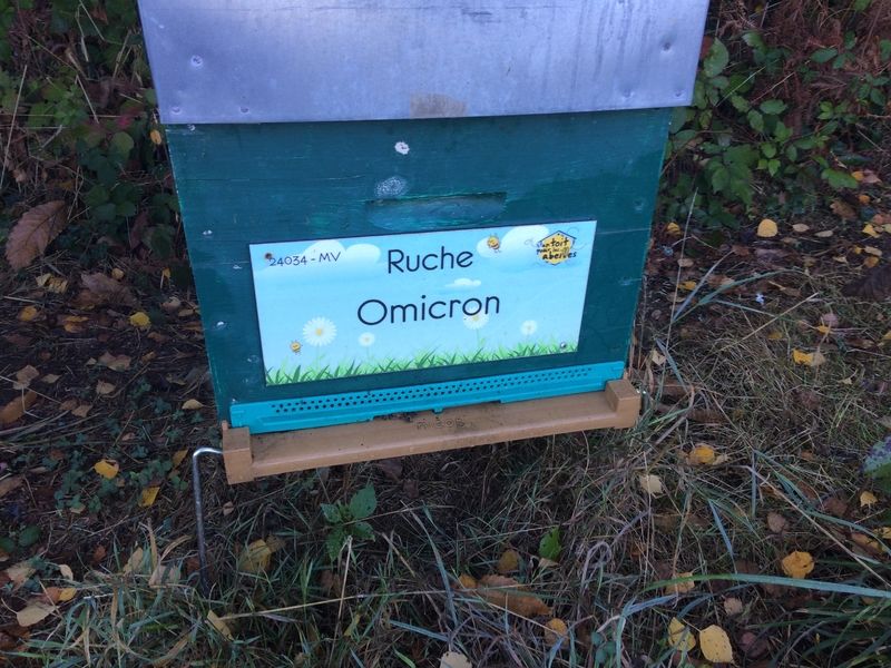 La ruche Omicron