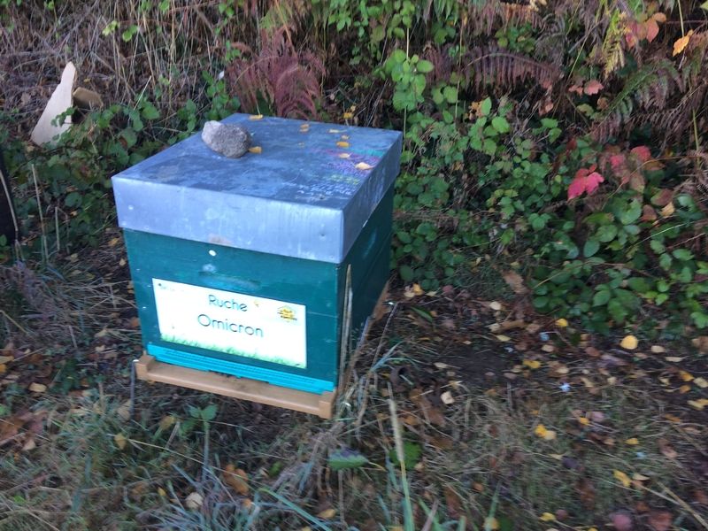 La ruche Omicron