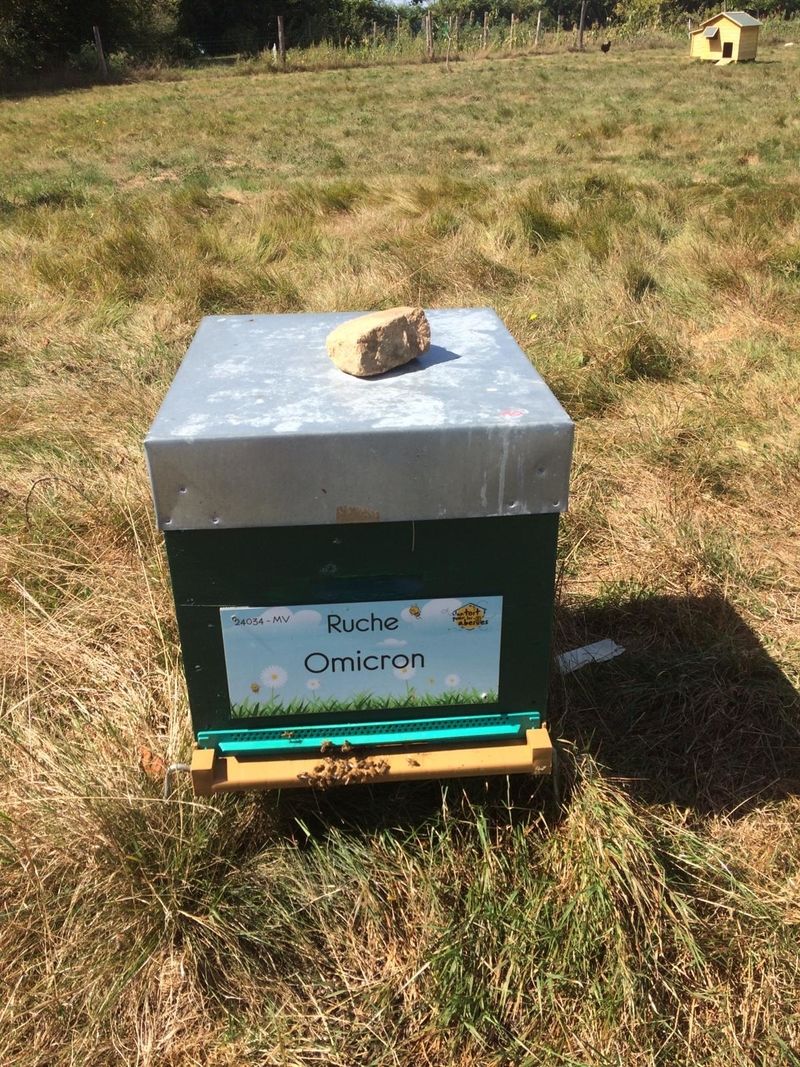 La ruche Omicron
