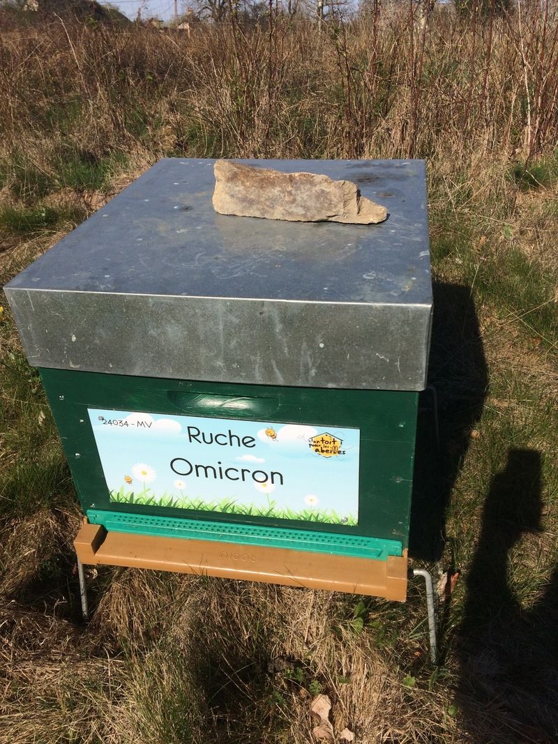 La ruche Omicron