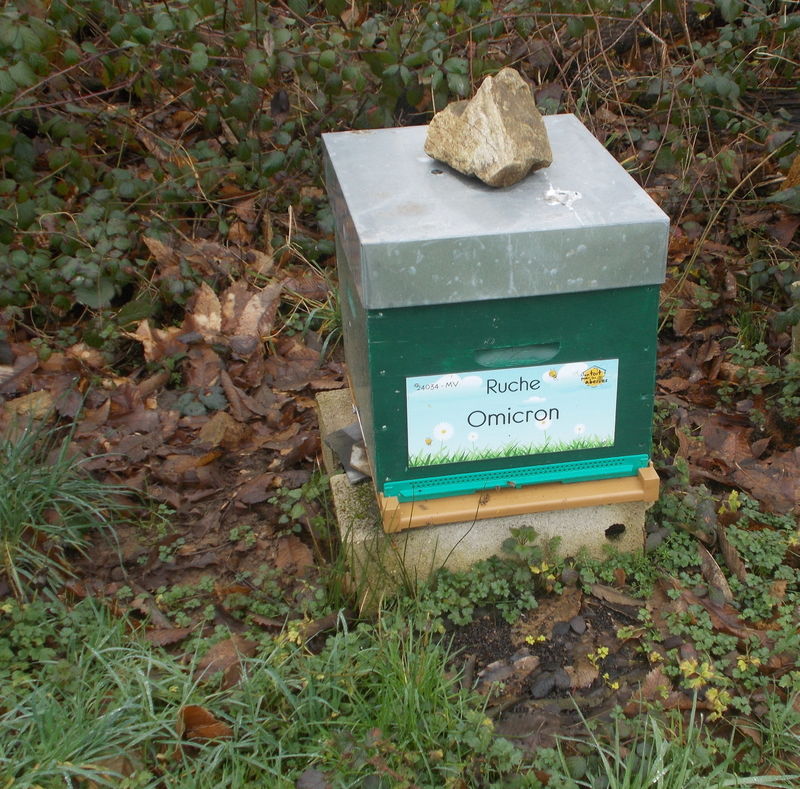 La ruche Omicron