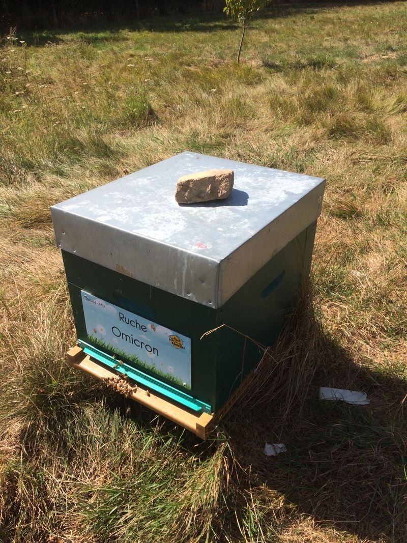 La ruche Omicron