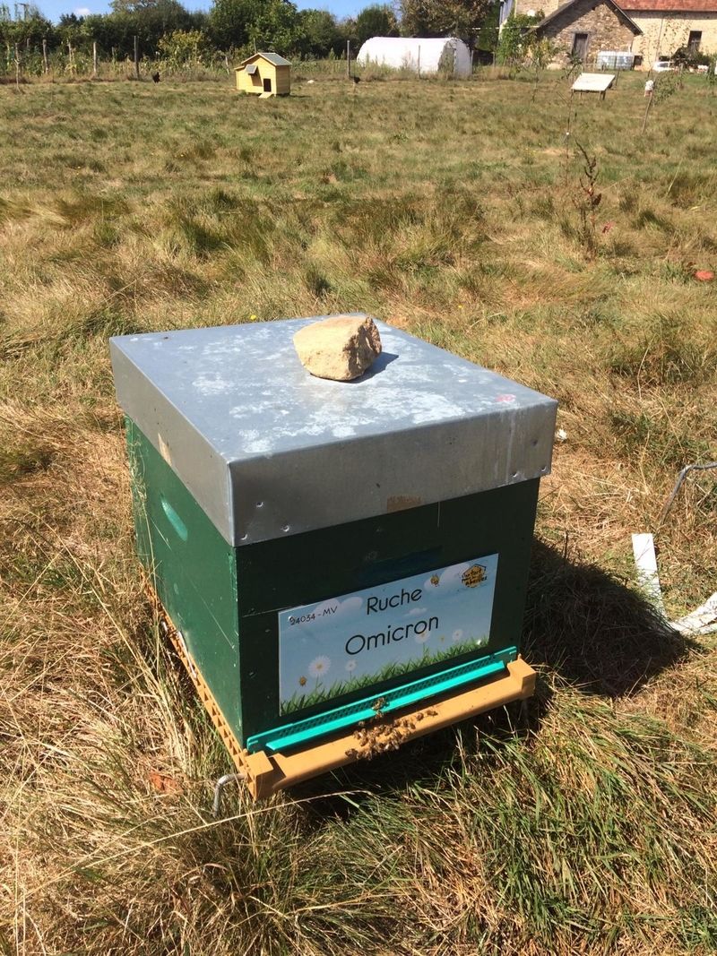 La ruche Omicron