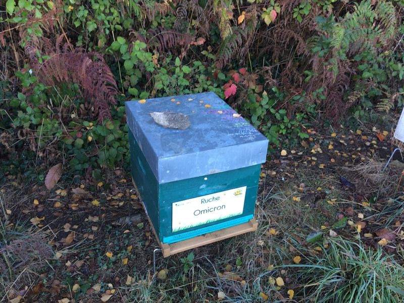 La ruche Omicron