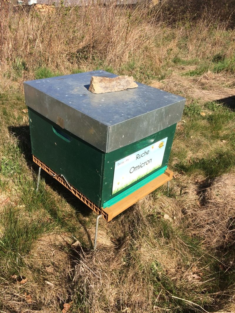 La ruche Omicron