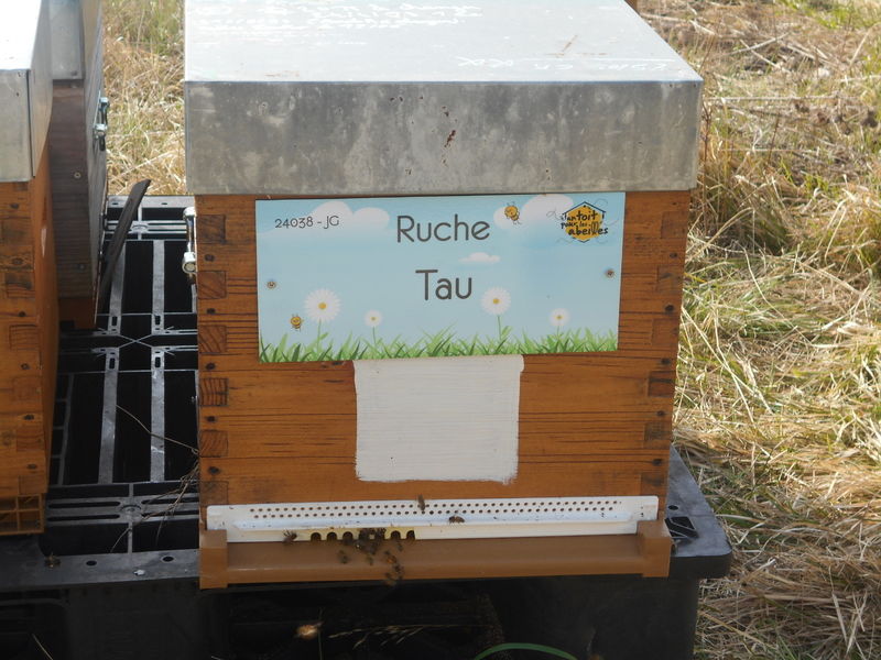 La ruche Tau