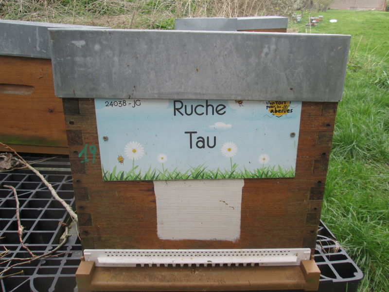 La ruche Tau