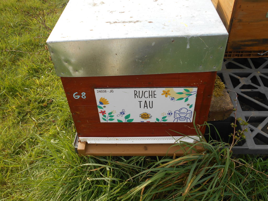 La ruche Tau