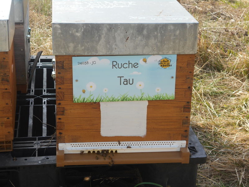 La ruche Tau