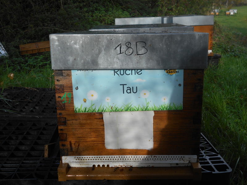 La ruche Tau