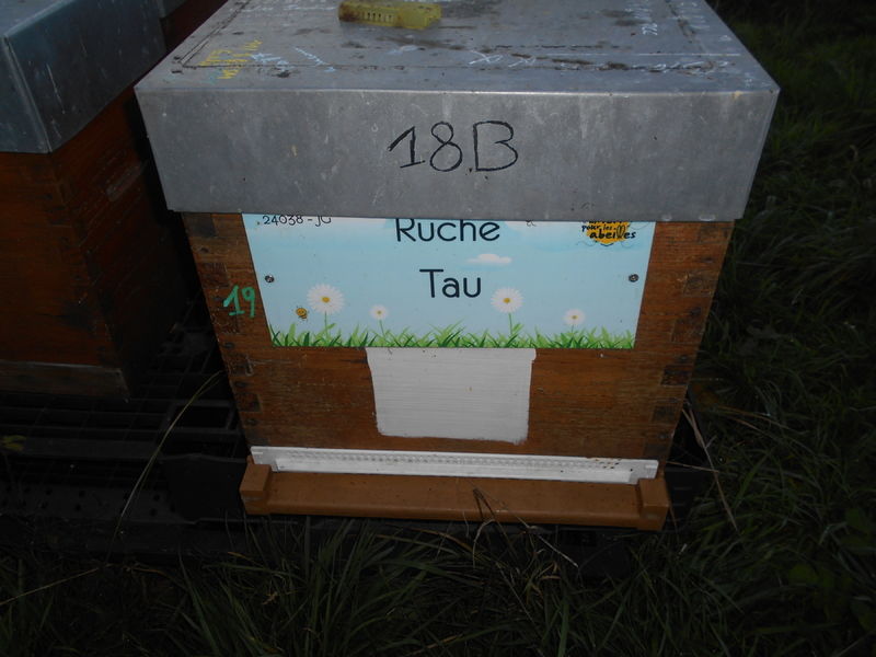 La ruche Tau