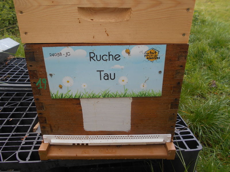 La ruche Tau