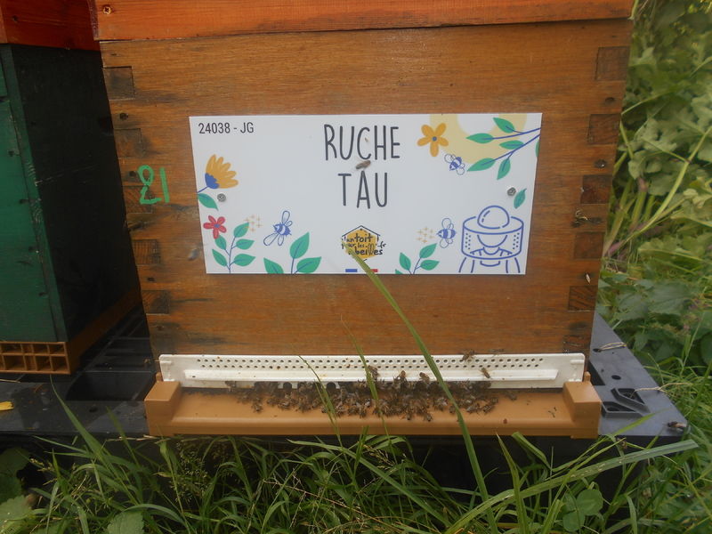 La ruche Tau