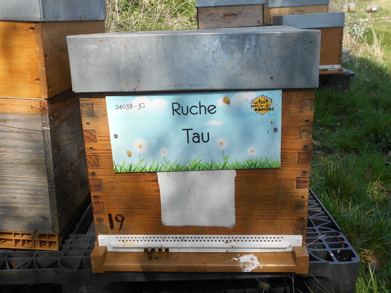 La ruche Tau