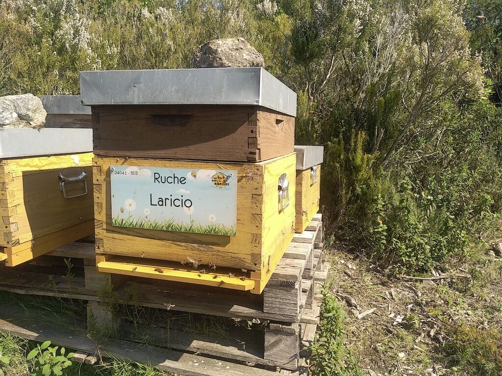 La ruche Laricio