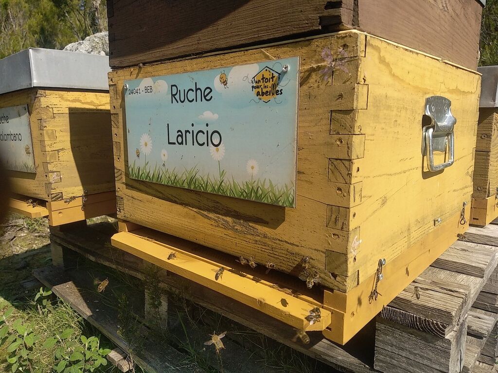 La ruche Laricio