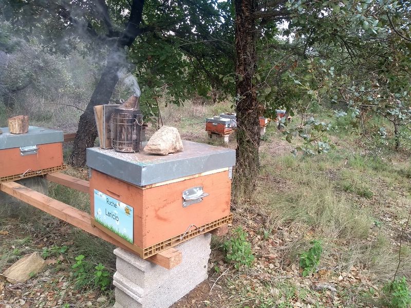 La ruche Laricio