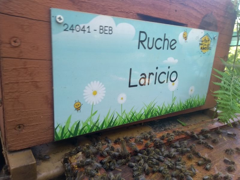 La ruche Laricio