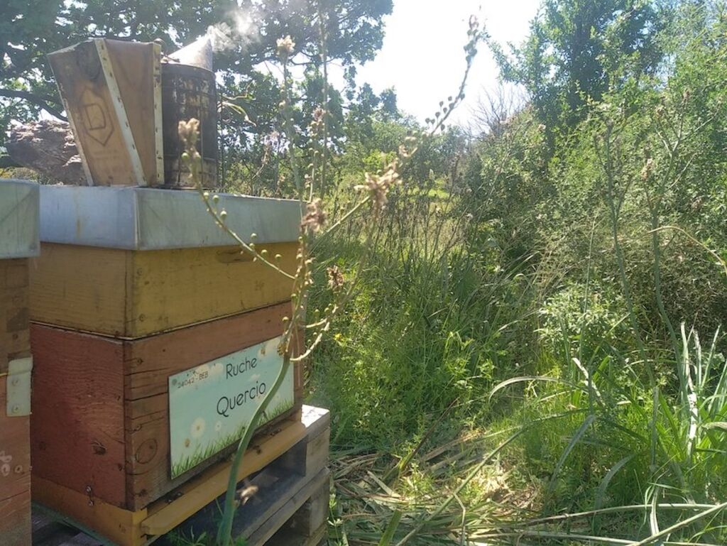 La ruche Quercio