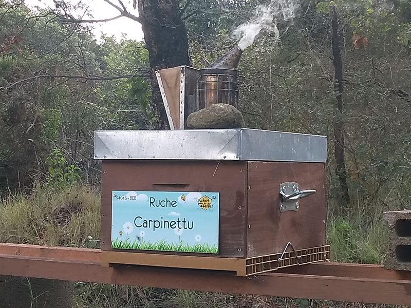 La ruche Carpinettu