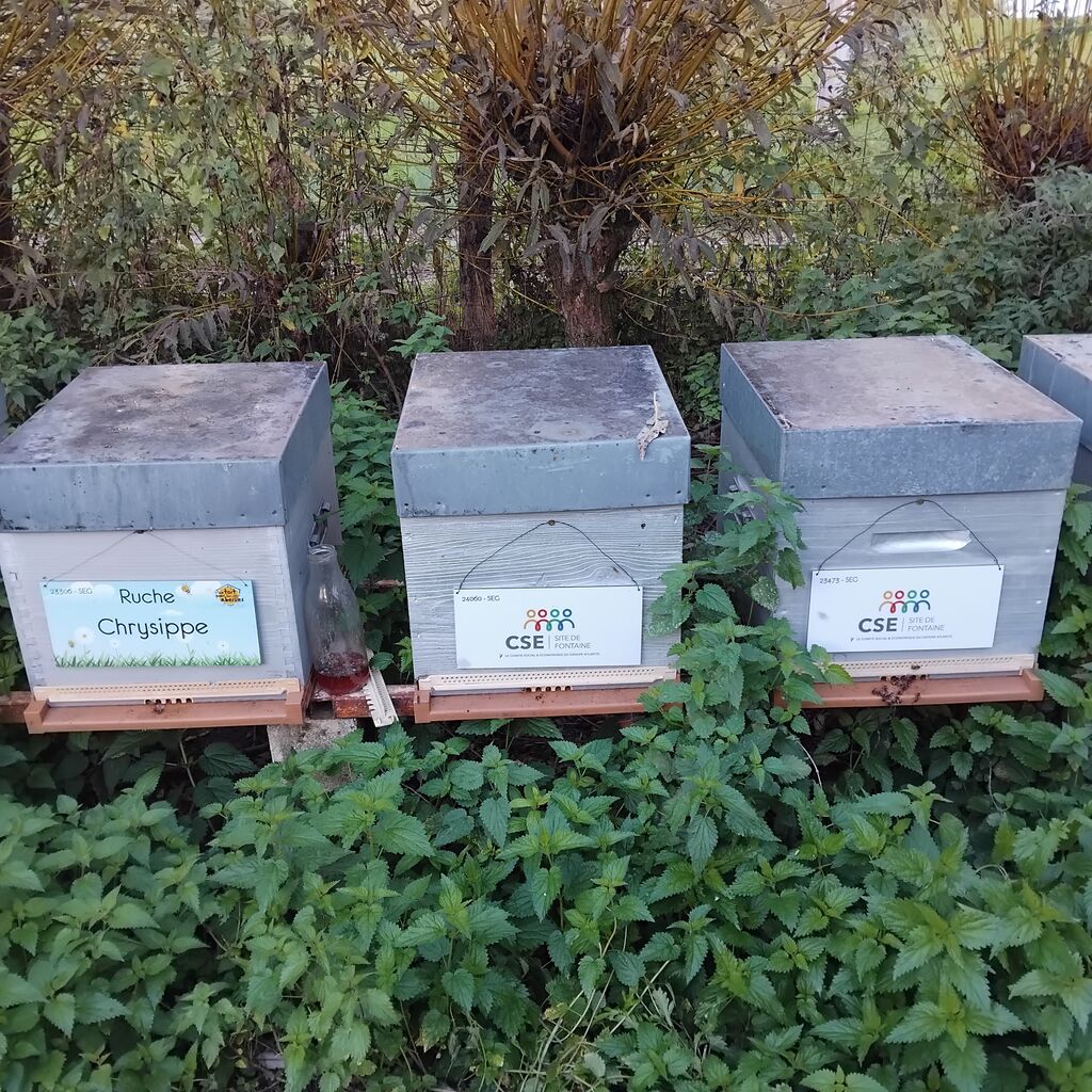 La ruche CSE CICE FONTAINE (GROUPE ATLANTIC)