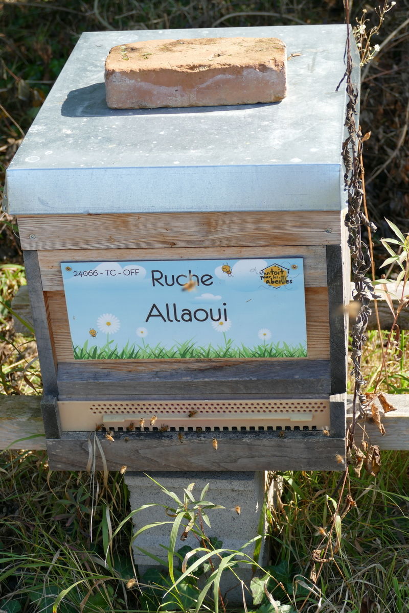 La ruche Allaoui