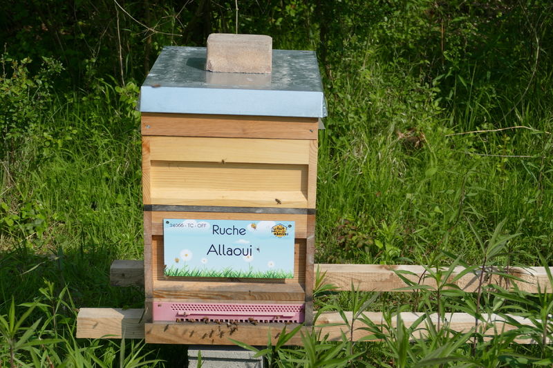 La ruche Allaoui