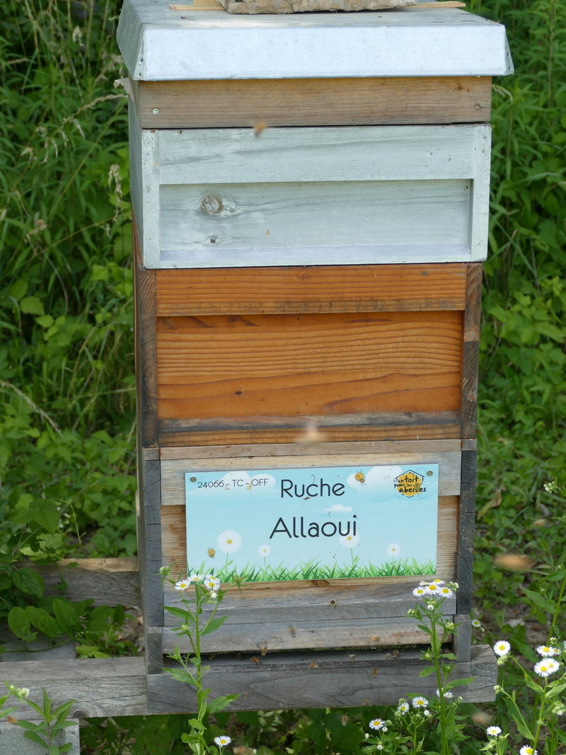 La ruche Allaoui