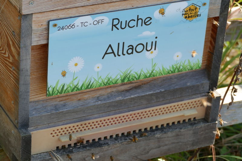 La ruche Allaoui