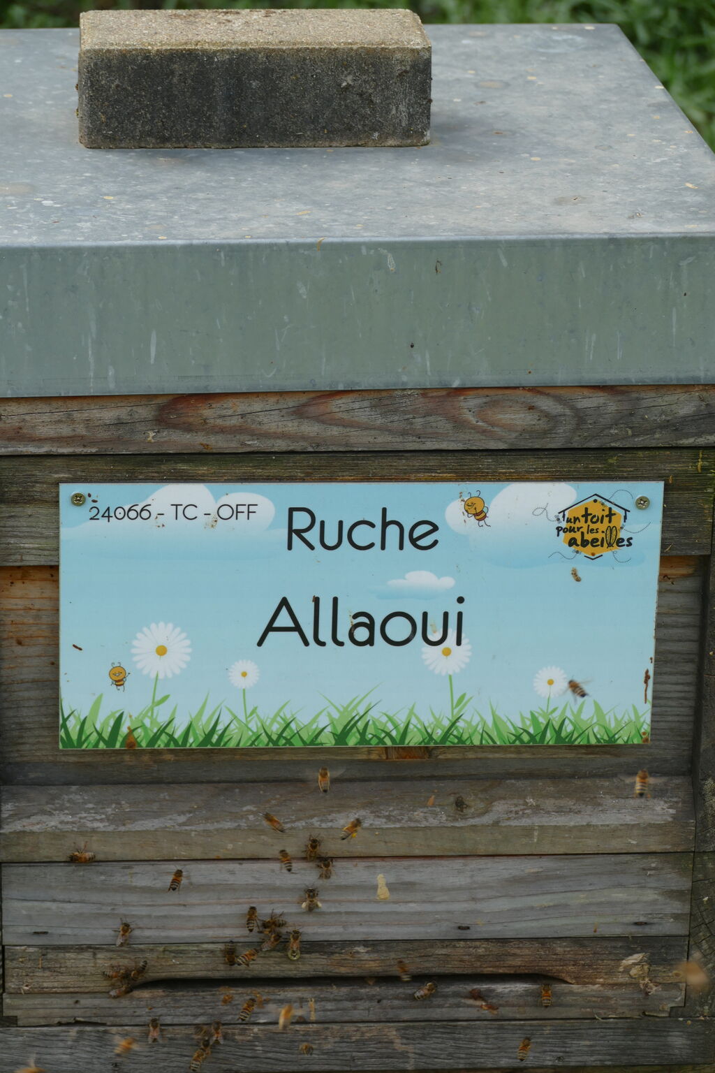La ruche Allaoui