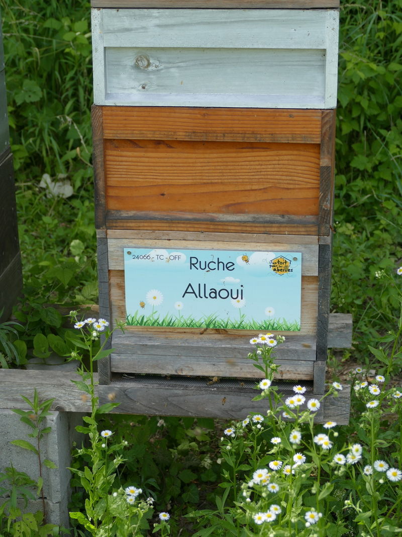 La ruche Allaoui