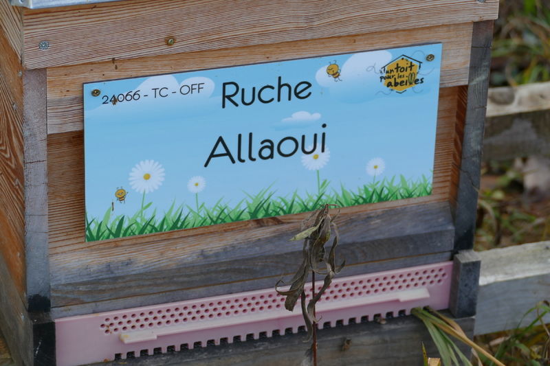 La ruche Allaoui