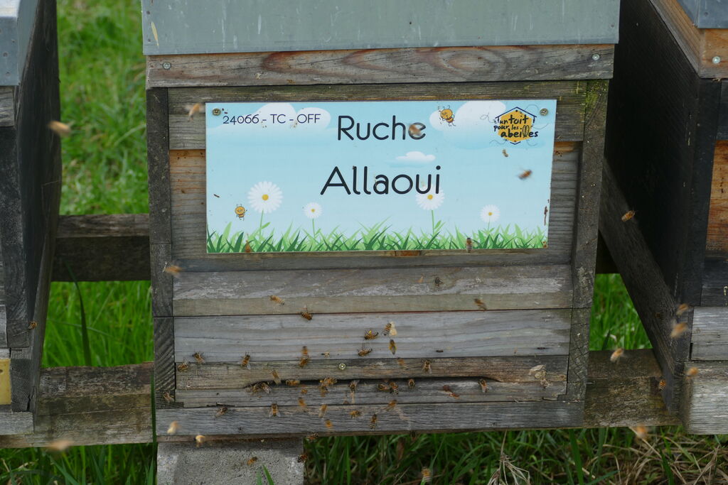 La ruche Allaoui