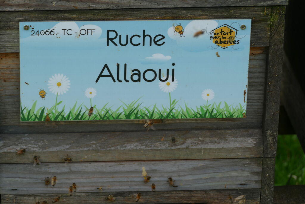 La ruche Allaoui