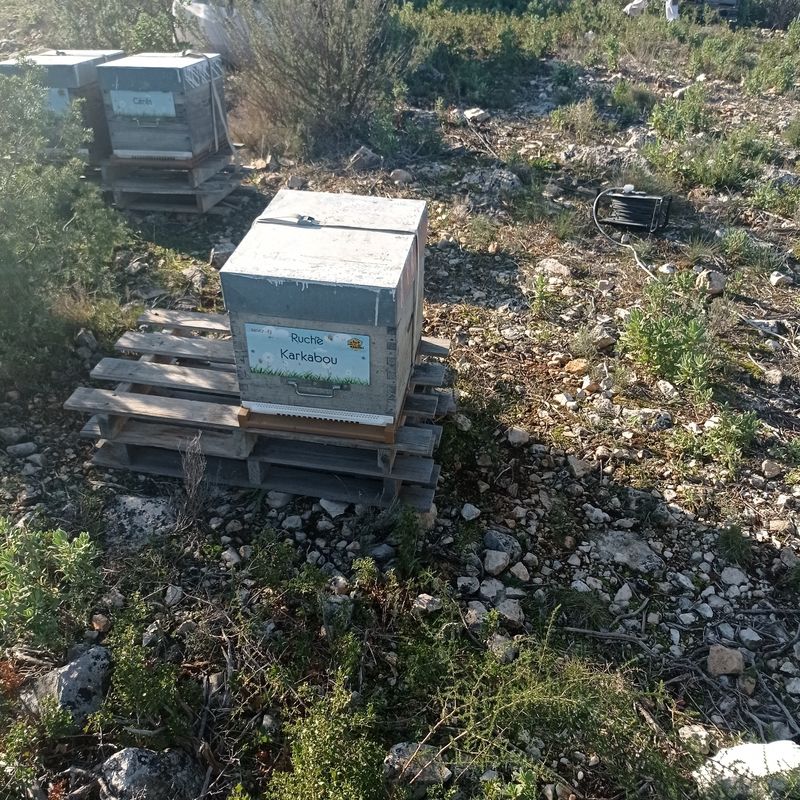 La ruche Karkabou