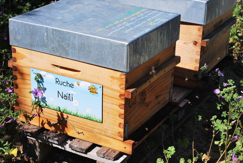 La ruche Naïli