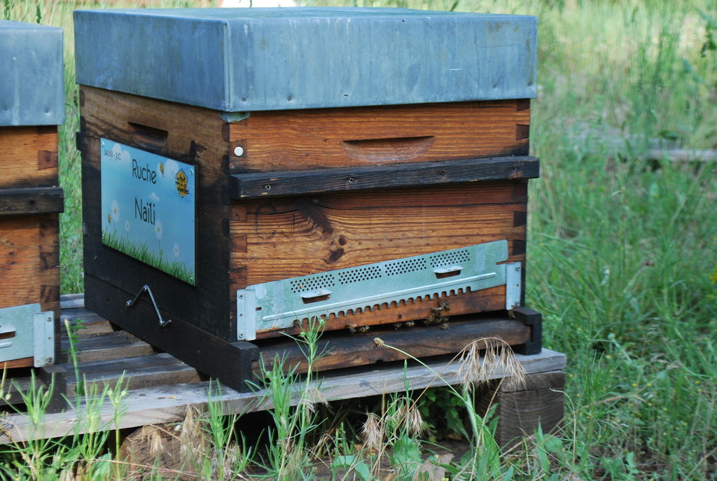 La ruche Naïli