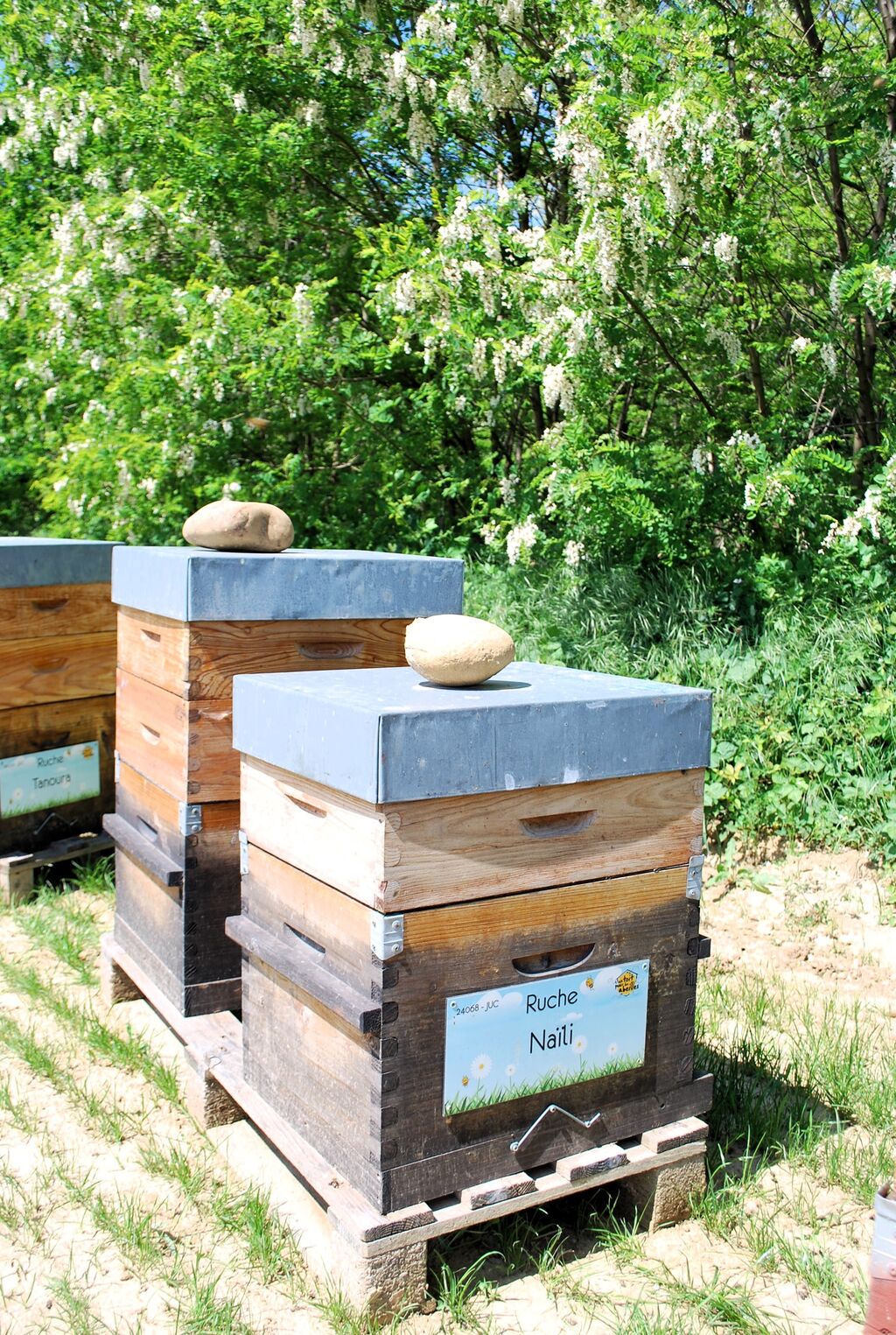 La ruche Naïli